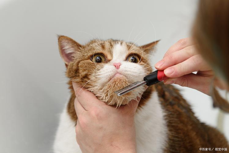 怀孕猫无需剃毛,产后保暖,特殊情况除外(猫怀孕了可以剃毛吗) 怀孕猫无需剃毛,产后保暖,特殊情况除外(猫怀孕了可以剃毛吗)