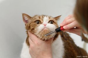 怀孕猫无需剃毛，产后保暖，特殊情况除外（猫怀孕了可以剃毛吗）