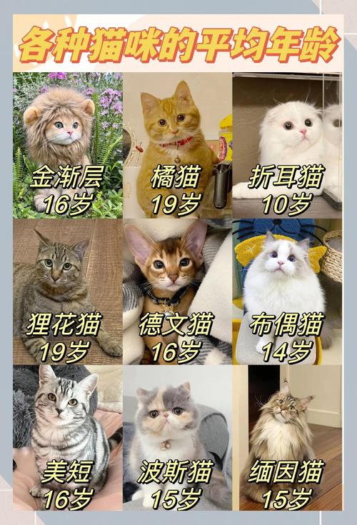 蓝白折耳猫寿命及护理要点(蓝白折耳猫能活几年) 蓝白折耳猫寿命及护理要点(蓝白折耳猫能活几年)