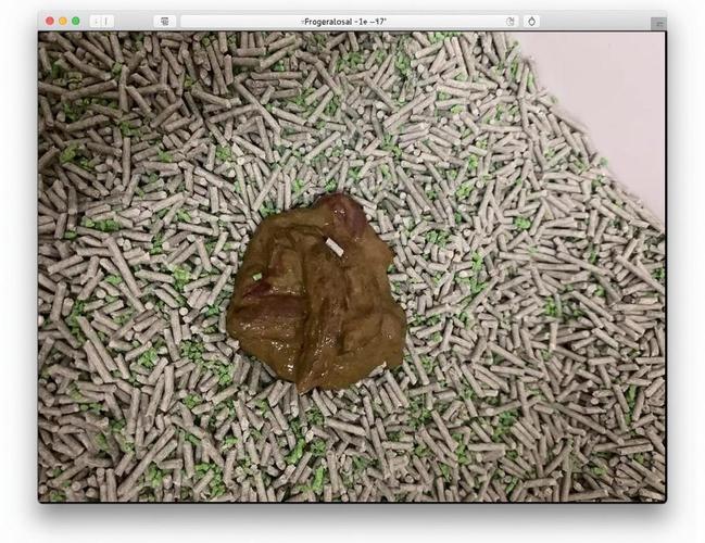 布偶猫软便怎么办?科学调理肠胃(布偶猫长期软便) 布偶猫软便怎么办?科学调理肠胃(布偶猫长期软便)