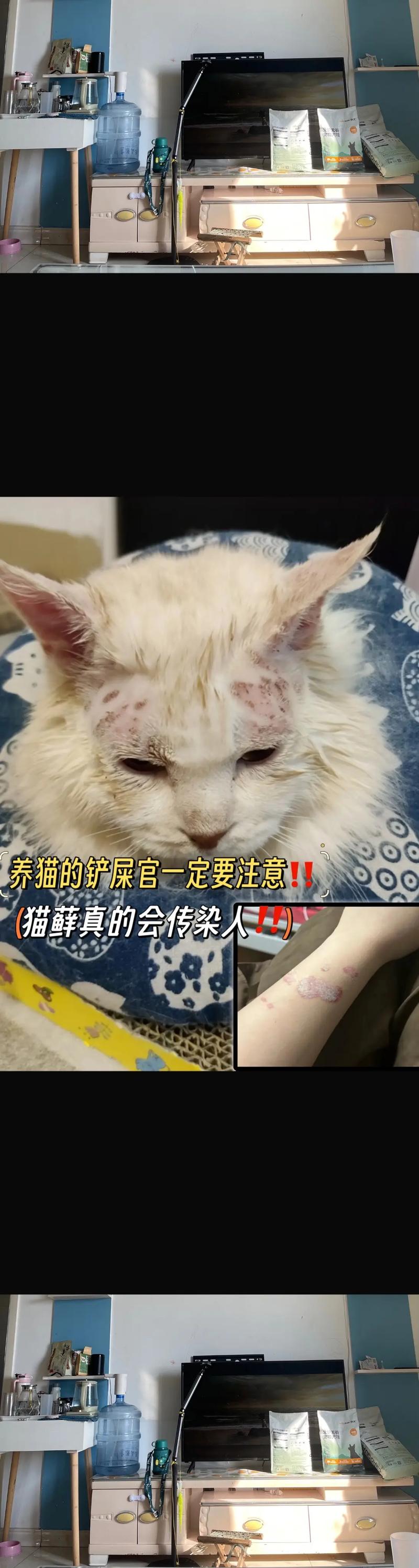 猫咪掉毛多?科学管理防过敏,健康养宠更幸福!(猫脱毛对人的影响) 猫咪掉毛多?科学管理防过敏,健康养宠更幸福!(猫脱毛对人的影响)
