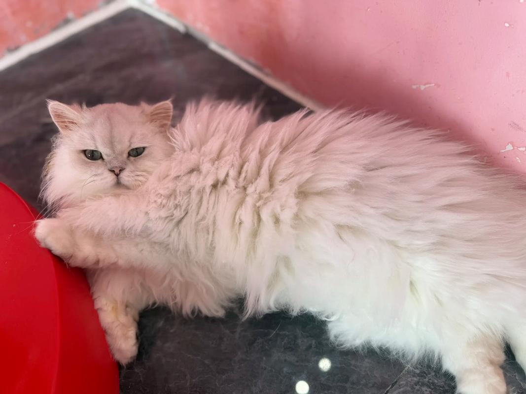 美丽又费心,养猫需耐心(正宗金吉拉猫图片) 美丽又费心,养猫需耐心(正宗金吉拉猫图片)
