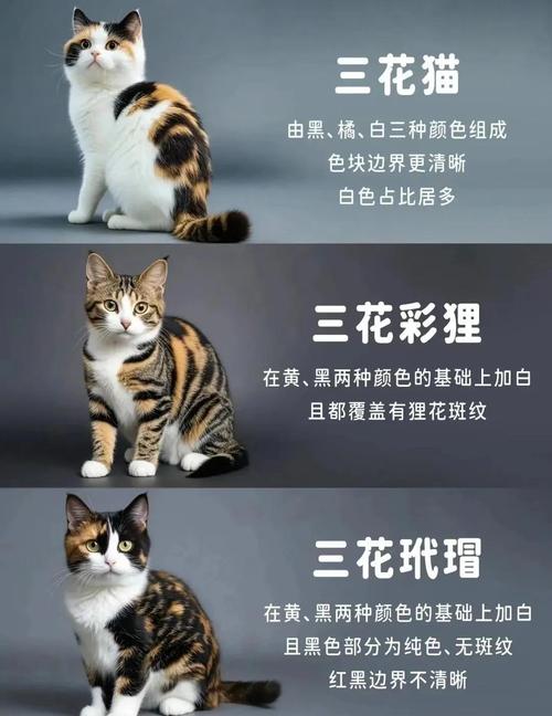 三花猫性格温顺粘人，适应力强易养，是领养好选择（三花猫有什么优点和缺点）
