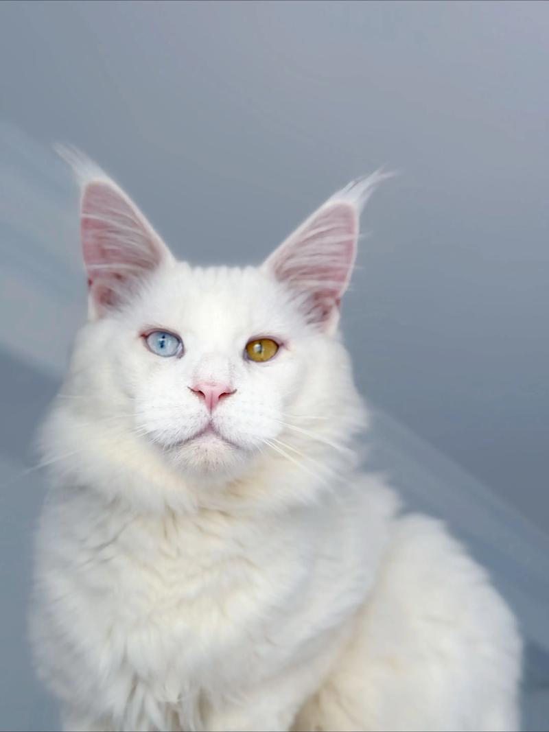 贴心伴侣，感知你的情绪（猫异瞳真的有灵性吗）