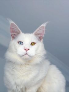 贴心伴侣，感知你的情绪（猫异瞳真的有灵性吗）