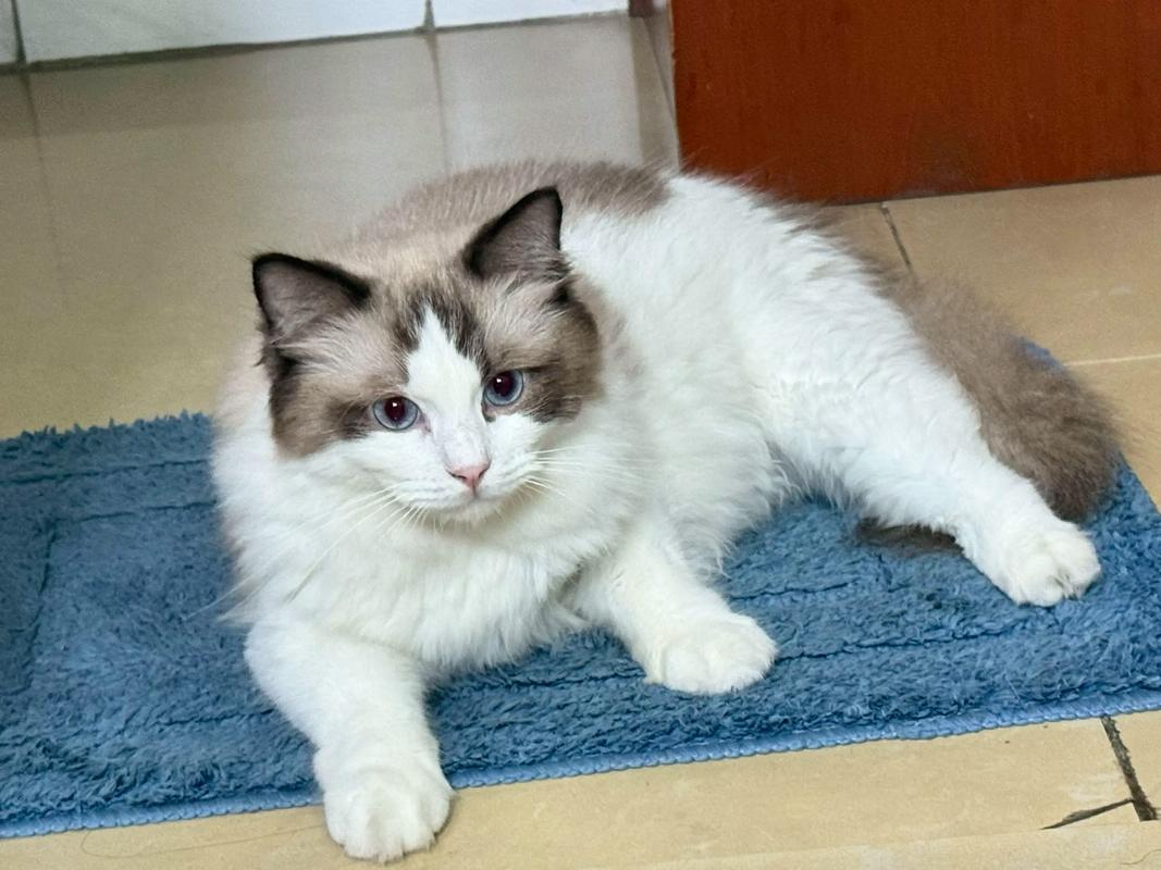 性格养护全解析(女主布偶猫男主缅因猫) 性格养护全解析(女主布偶猫男主缅因猫)