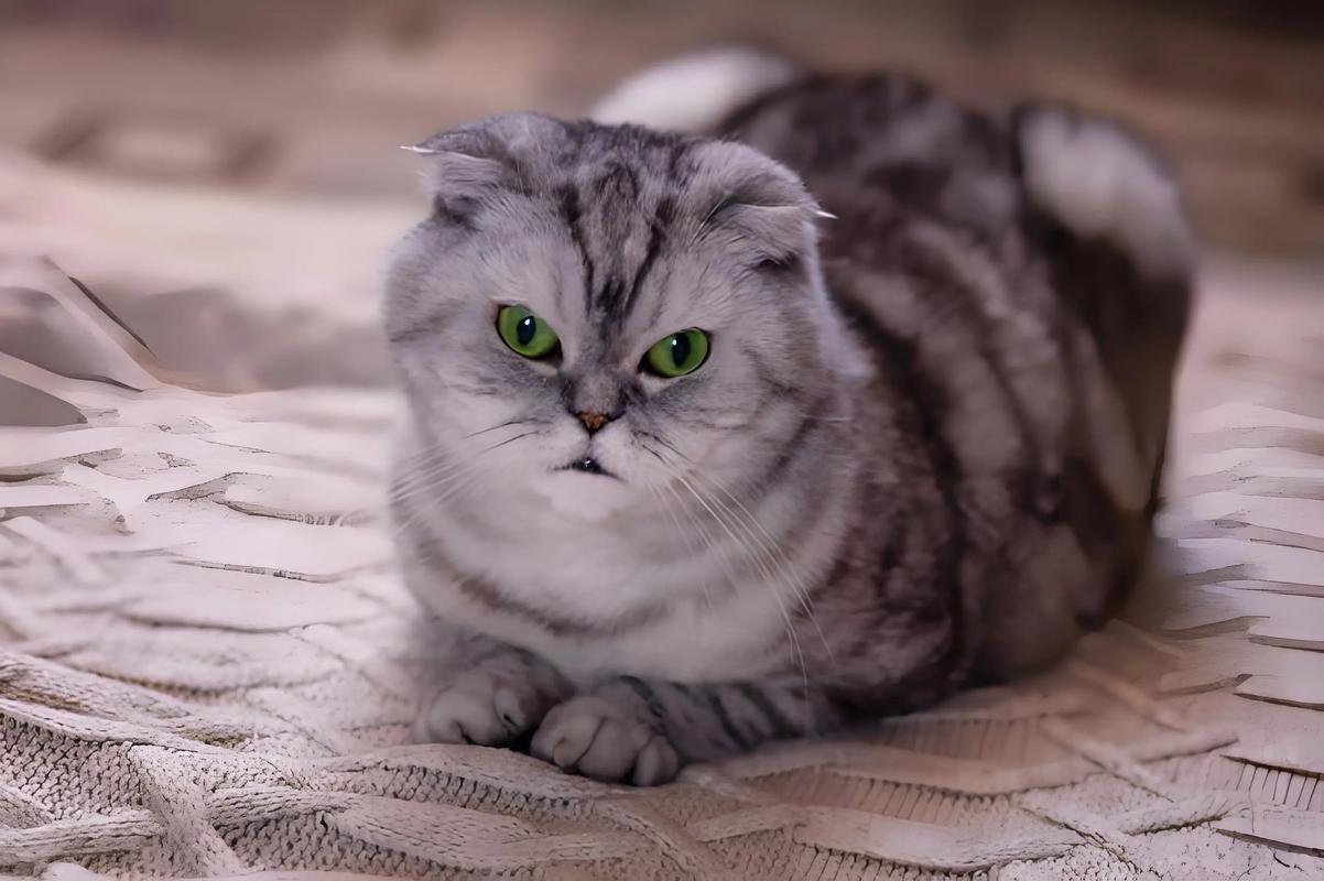 折耳猫吃不胖?驱虫均衡饮食科学喂食助增重(折耳猫吃不胖正常吗) 折耳猫吃不胖?驱虫均衡饮食科学喂食助增重(折耳猫吃不胖正常吗)