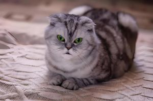 折耳猫吃不胖？驱虫均衡饮食科学喂食助增重（折耳猫吃不胖正常吗）