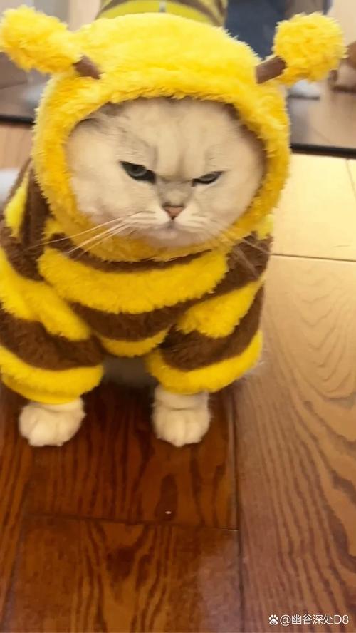 猫咪不高兴的信号(猫咪不高兴会怎么样) 猫咪不高兴的信号(猫咪不高兴会怎么样)