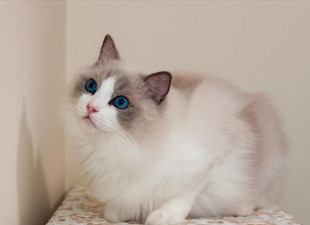 外貌差异及审美偏好(布偶猫跟波斯猫哪个好看) 外貌差异及审美偏好(布偶猫跟波斯猫哪个好看)
