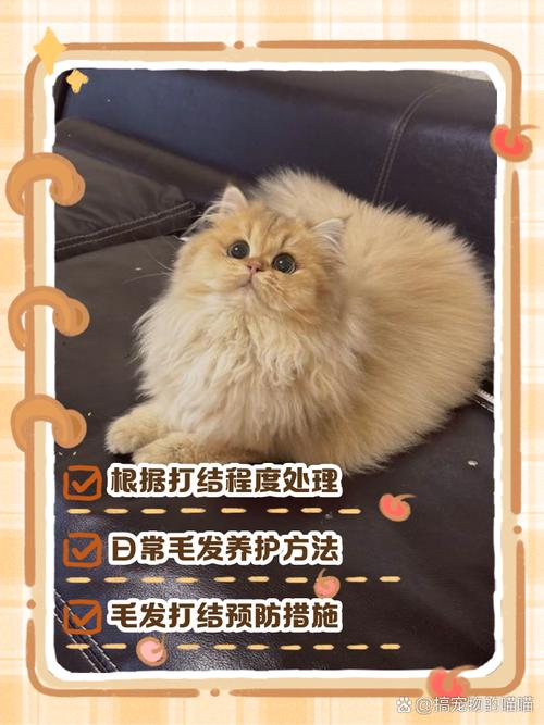 梳猫毛打结?轻柔顺毛,别硬扯!(猫毛打结成块怎么解开) 梳猫毛打结?轻柔顺毛,别硬扯!(猫毛打结成块怎么解开)