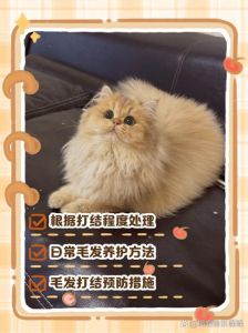 梳猫毛打结？轻柔顺毛，别硬扯！（猫毛打结成块怎么解开）