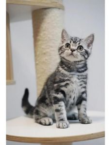 蓝眼银烟熏色玳瑁色，赛级价超万元！（虎斑猫最贵三个颜色）
