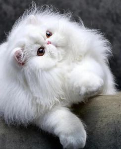 伊朗雄猫战机遭空袭，传奇终结（f14波斯猫图片）