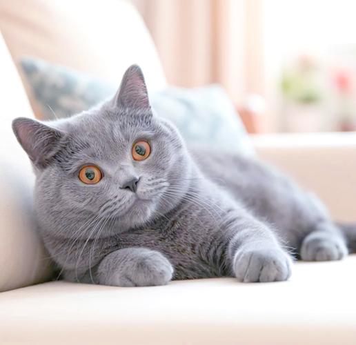 网红短腿猫Munji三角坐姿走红,治愈系萌猫太可爱!(韩国短毛猫图片) 网红短腿猫Munji三角坐姿走红,治愈系萌猫太可爱!(韩国短毛猫图片)