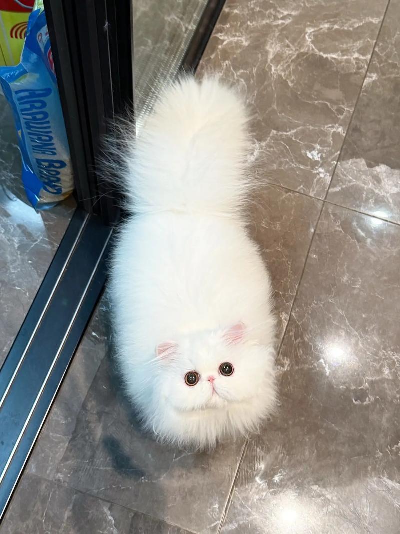 别认错啦!大眼扁脸长毛的温柔伴侣(波斯猫半身的详细图片) 别认错啦!大眼扁脸长毛的温柔伴侣(波斯猫半身的详细图片)