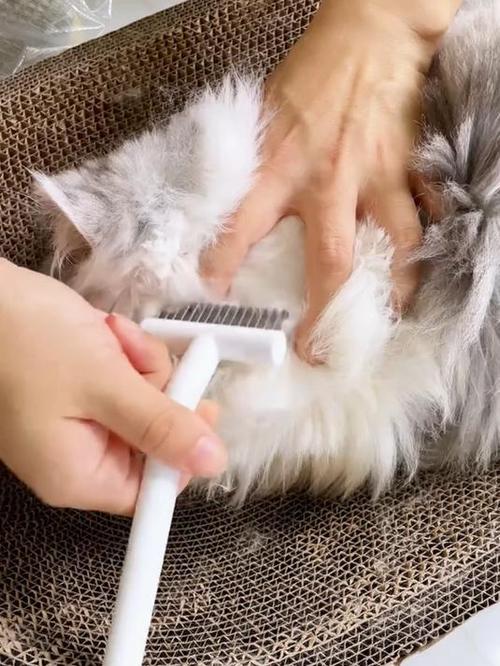 短毛猫防打结,勤梳护养更健康(短毛猫毛发打结) 短毛猫防打结,勤梳护养更健康(短毛猫毛发打结)
