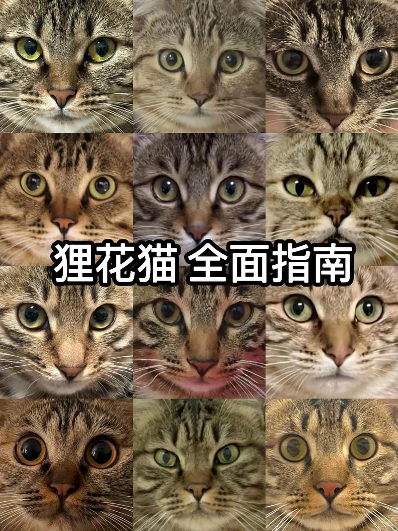 狸花猫春秋换毛掉毛多?这样护理掉毛少!(狸花猫一年换几次毛) 狸花猫春秋换毛掉毛多?这样护理掉毛少!(狸花猫一年换几次毛)