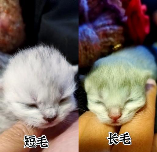 短毛猫生长毛猫?基因惹的祸!(两只短毛猫可以生出长毛的猫吗) 短毛猫生长毛猫?基因惹的祸!(两只短毛猫可以生出长毛的猫吗)