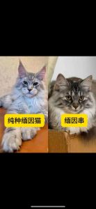 大贵掉毛多，养前请三思！（缅因猫的十大忠告）