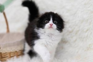 独特美丽，健康需关注（黑白颜色的美短折耳猫）