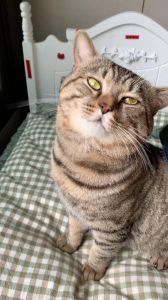 常梳狸花猫，健康又亮丽（狸花猫需要梳毛吗）