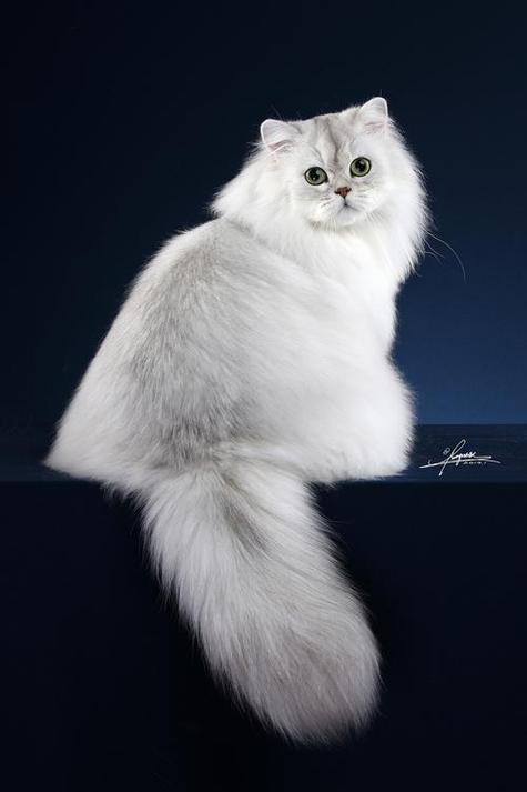 美丽又费心,养猫需耐心(正宗金吉拉猫图片) 美丽又费心,养猫需耐心(正宗金吉拉猫图片)