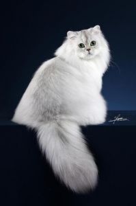 美丽又费心，养猫需耐心（正宗金吉拉猫图片）