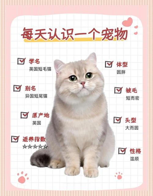 短毛猫好养性格好,优雅活泼超可爱!(短毛猫品种及图片) 短毛猫好养性格好,优雅活泼超可爱!(短毛猫品种及图片)