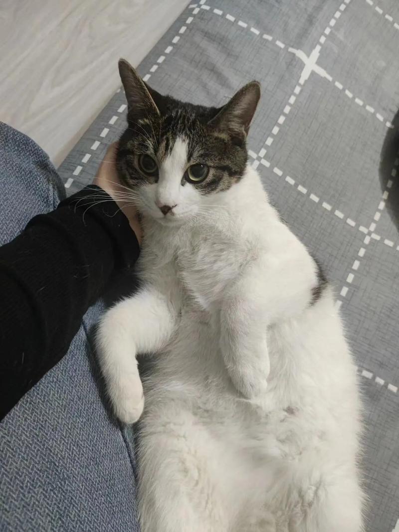 狸花猫毛发变白掉多变粗糙怎么办?(狸花猫的毛会变白吗) 狸花猫毛发变白掉多变粗糙怎么办?(狸花猫的毛会变白吗)