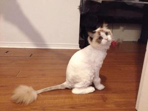 布偶猫夏季剃毛有害，科学梳理护健康（布偶猫可以剃毛吗）