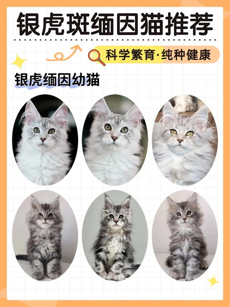 虎斑猫价格差异大,几百到几万不等(虎斑多少钱一只小猫) 虎斑猫价格差异大,几百到几万不等(虎斑多少钱一只小猫)