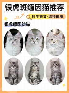 虎斑猫价格差异大，几百到几万不等（虎斑多少钱一只小猫）