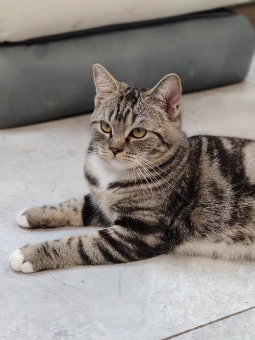 英短虎斑猫珍贵,美短活泼,都需精心呵护(英短虎斑猫图片大全) 英短虎斑猫珍贵,美短活泼,都需精心呵护(英短虎斑猫图片大全)