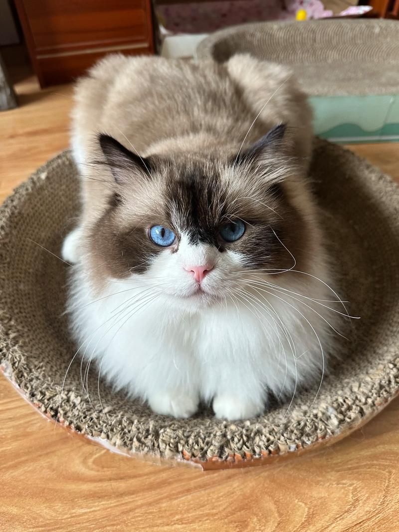 布偶猫攻击怎么办?耐心引导很重要!(布偶猫攻击性很强怎么办) 布偶猫攻击怎么办?耐心引导很重要!(布偶猫攻击性很强怎么办)