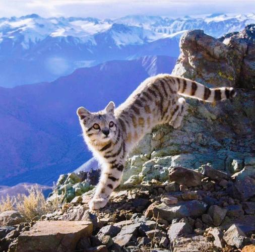 保护珍稀虎猫,别让它在地球上消失(虎猫图片100张) 保护珍稀虎猫,别让它在地球上消失(虎猫图片100张)