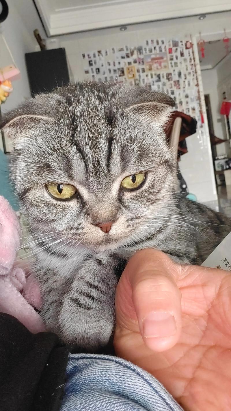 警惕!小猫耳朵耷拉不一定是折耳猫,基因检测最准确!(耳朵小就是折耳猫吗) 警惕!小猫耳朵耷拉不一定是折耳猫,基因检测最准确!(耳朵小就是折耳猫吗)