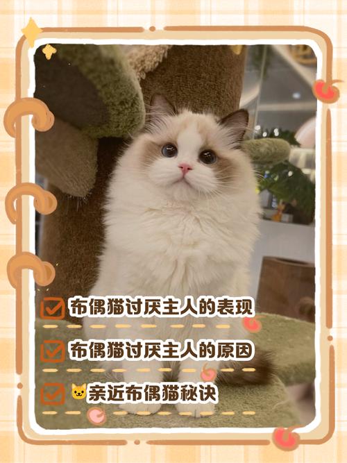 布偶猫嫉妒?蹭脸搞破坏?(布偶猫会妒忌吗) 布偶猫嫉妒?蹭脸搞破坏?(布偶猫会妒忌吗)