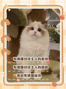 布偶猫嫉妒？蹭脸搞破坏？（布偶猫会妒忌吗）