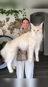 巨型短毛猫，性格复杂，体长惊人（体型最大的短毛猫）