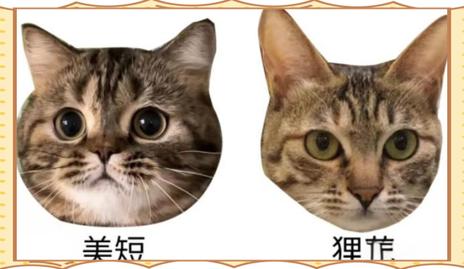 性格外貌大不同（美国短毛猫和狸花猫）