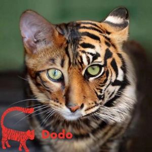 保护珍稀虎猫，别让它在地球上消失（虎猫图片100张）