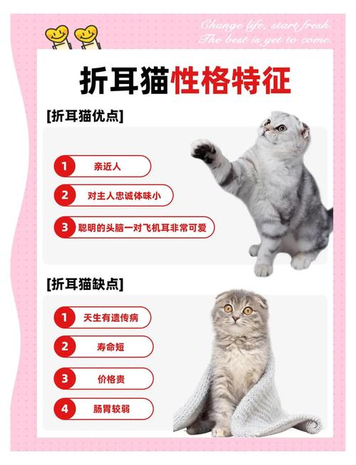 折耳猫敏感易惊,喂食需注意,细养更健康(折耳猫最怕三个东西) 折耳猫敏感易惊,喂食需注意,细养更健康(折耳猫最怕三个东西)