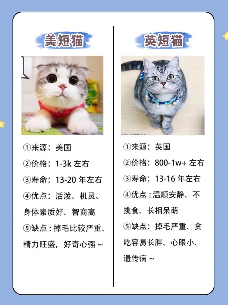 萌胖可爱,性格温顺(英短猫和英短有什么区别) 萌胖可爱,性格温顺(英短猫和英短有什么区别)