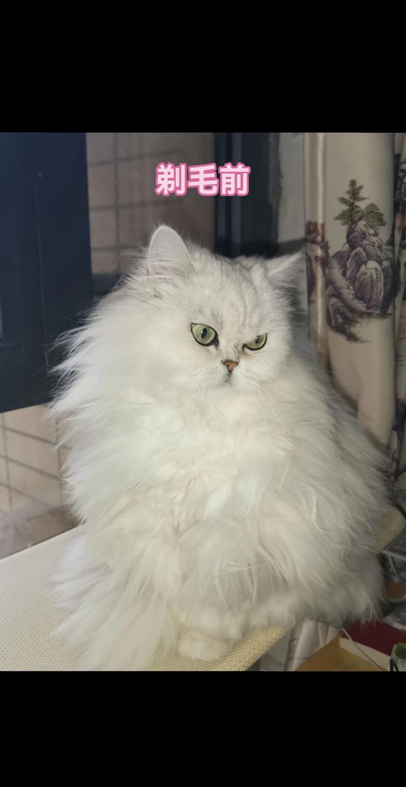 别剃猫毛!科学护理更护毛,防晒防虫又透气(夏天需要给猫咪剃毛吗) 别剃猫毛!科学护理更护毛,防晒防虫又透气(夏天需要给猫咪剃毛吗)