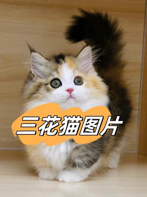后悔养三花猫?缺点多性格闹人(三花猫图片大全大图) 后悔养三花猫?缺点多性格闹人(三花猫图片大全大图)