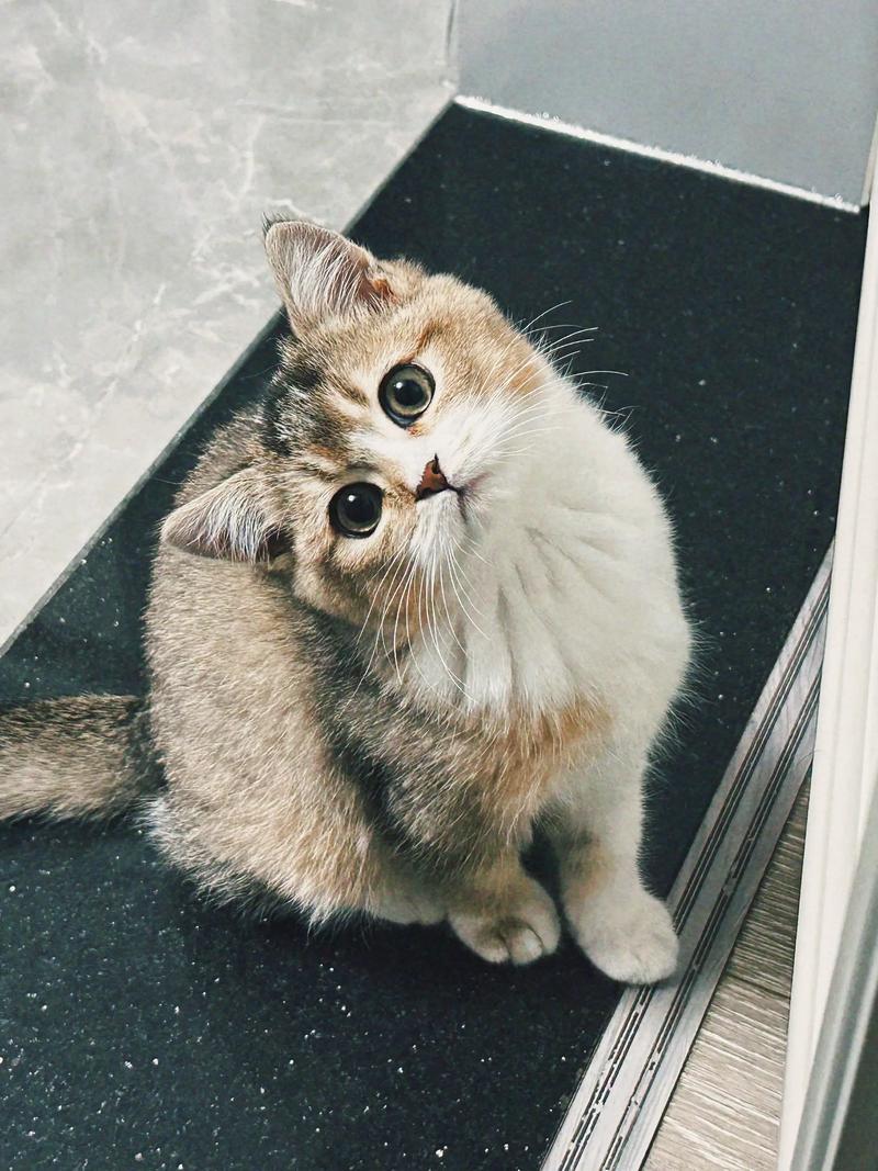 AI生成小猫图,DCGAN技术解析(生成小猫的一张图片) AI生成小猫图,DCGAN技术解析(生成小猫的一张图片)