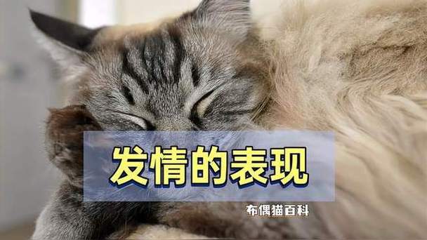 布偶猫发情几天?配种看时机,别强求(布偶猫发情第几天配最优) 布偶猫发情几天?配种看时机,别强求(布偶猫发情第几天配最优)