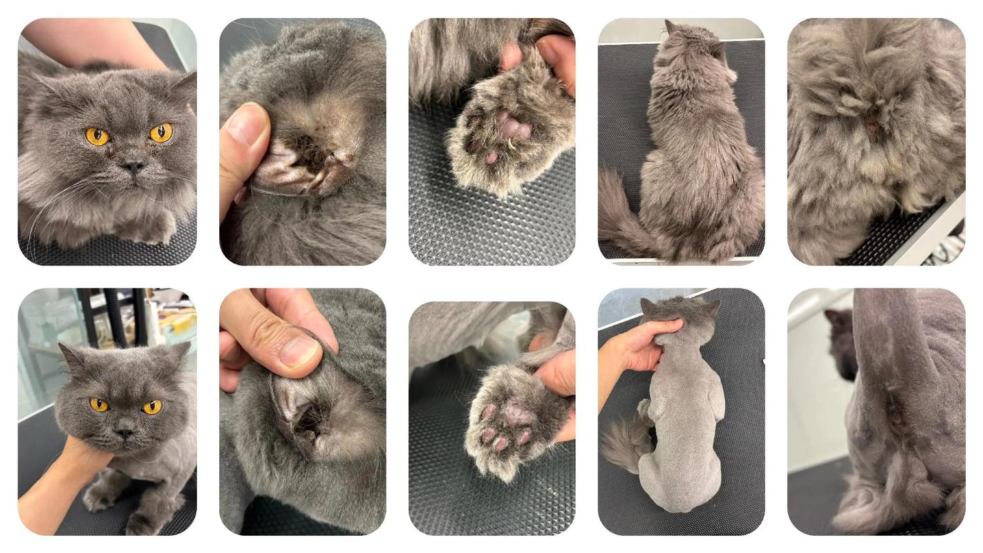 猫咪洗澡再剃毛?费用因地因店,专业护理更放心!(猫剃毛不洗澡多少钱) 猫咪洗澡再剃毛?费用因地因店,专业护理更放心!(猫剃毛不洗澡多少钱)