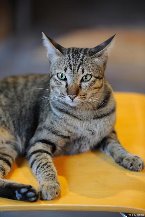 优雅光泽,性格独立又依赖(成年虎斑猫图片) 优雅光泽,性格独立又依赖(成年虎斑猫图片)